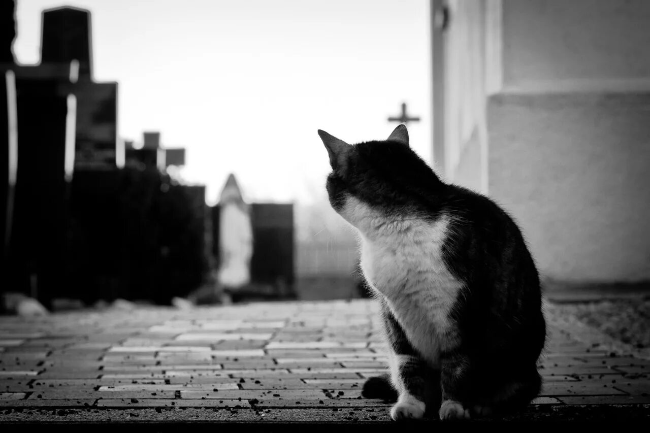 почему уходят коты