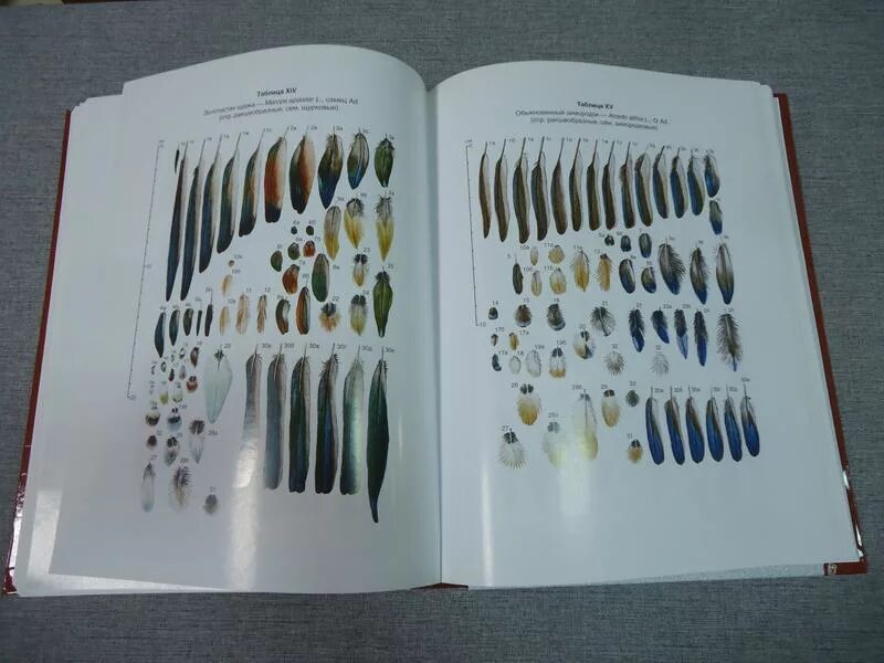 энциклопедический справочник россия. гудков в. гудкова "следы зверей и птиц". книга следы животных и птиц. гудков следы зверей и птиц.