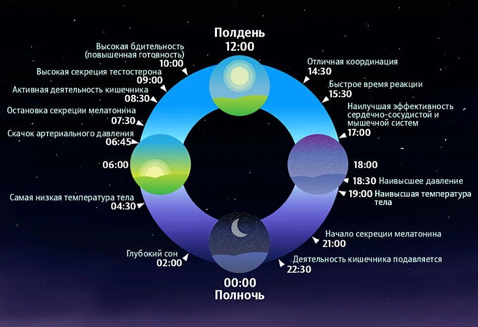 Биологические ритмы сон и его значение