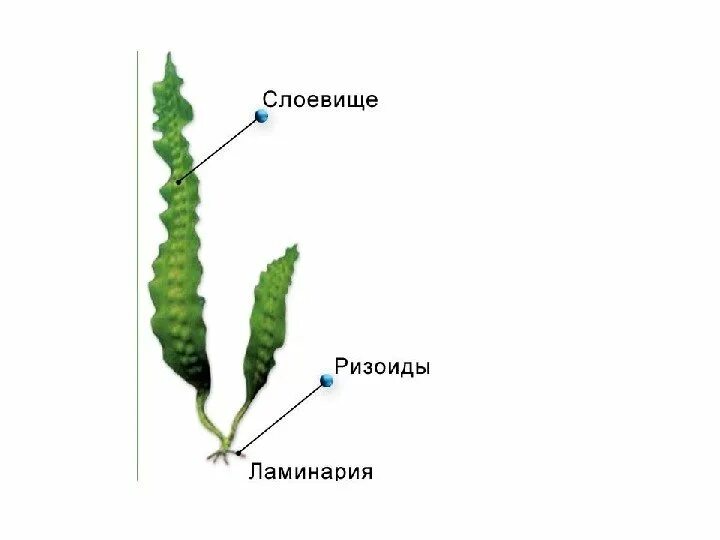 Ризоид бурых водорослей. Строение таллома ламинарии. Строение таллома водорослей. Строение водоросли ламинарии. Бурые водоросли ламинария строение.