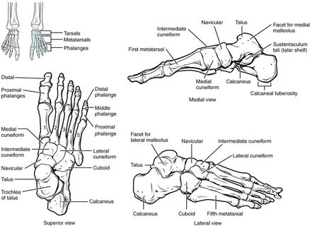 Foot 3 формы