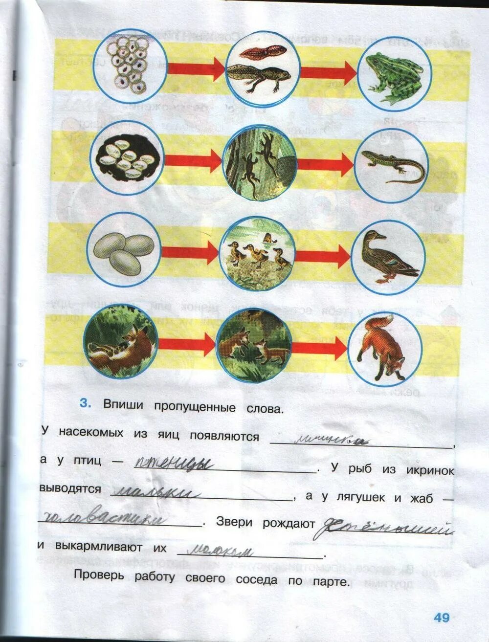 Окружающий мир рабочая тетрадь стр 49