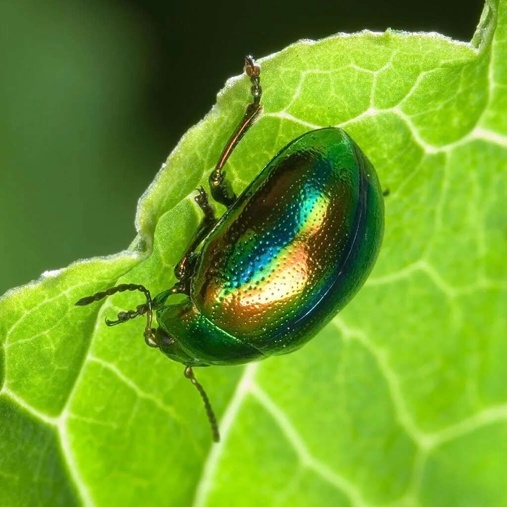 Зеленый жук какой. Бронзовка Жук Листоед. Листоед ясноточный (Chrysolina fastuosa). Жук Листоед зеленый. Зелёный перламутровый жу.