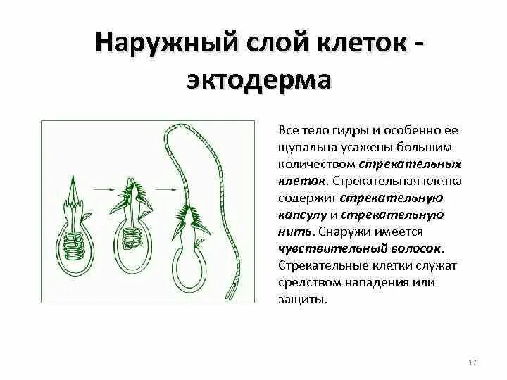 Стрекательная клетка состоит из. Стрекательные клетки. Стрекательные клетки имеют. Стрекательные клетки гидры. Стрекательные клетки со стрекательной нитью.