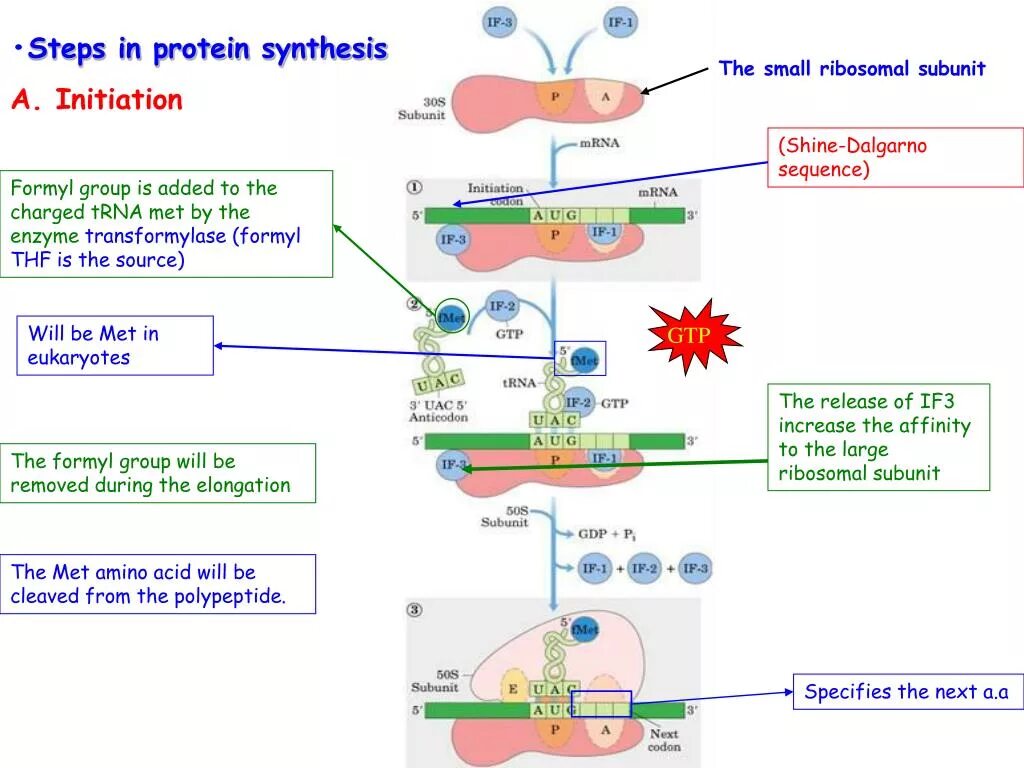 Synthesis group. Initiation of protein synthesis. protein synthesis translation. protein synthesis process. termination protein synthesis.