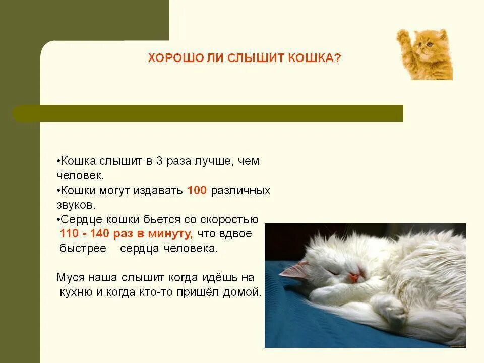 Проверишь слышимая. Почему кошки. Звук на который реагируют кошки. Какие звуки издает кот. Кошка слышит.