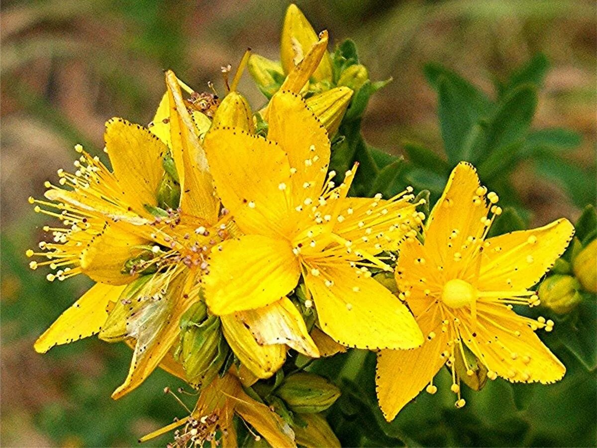 Зверобой продырявленный (Hypericum perforatum). Зверобой продырявленный Hypericum perforatum l.. Зверобой обыкновенный Hypericum perforatum. Зверобой обыкновенный (Hypericum perforatum l.). Зверобой 1 3