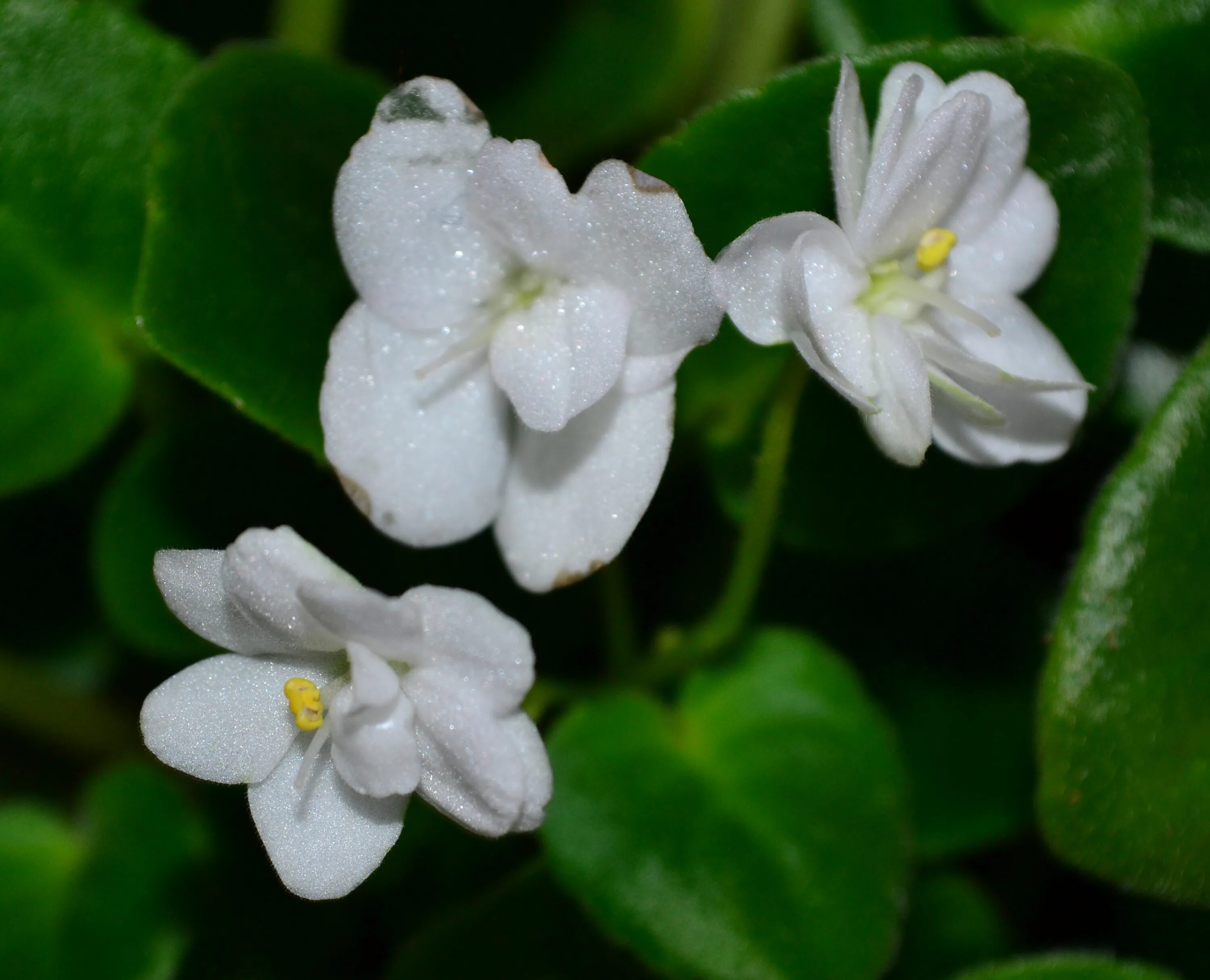 White Madonna (Eyerdom) * Фиалочный Островок. Форум цветоводов и фиалководов