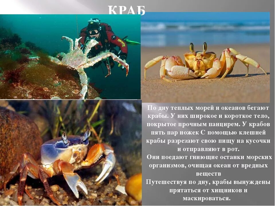 Краб 2 класс. Интересные факты о крабах. Информация о крабе. Краб описание. Доклад про краба.