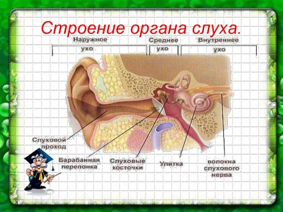 Строение уха биология 8. Схема строения органа слуха и равновесия. Схема строения органа слуха. Строение органа слуха анатомия. Схема строения уха человека биология 8 класс.