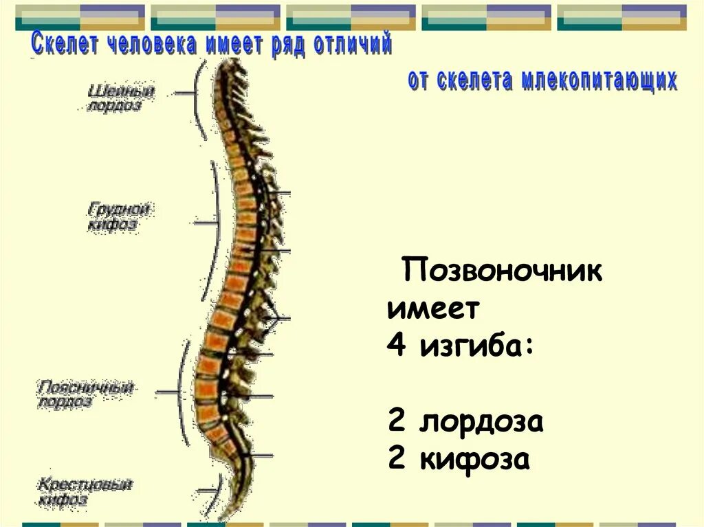 Отличия скелета человека от млекопитающего. Строение позвоночника млекопитающих 7 класс. Отделы позвоночника человека и млекопитающих. Крестцовый отдел позвоночника у млекопитающих. Строение позвоночника млекопитающих отделы.