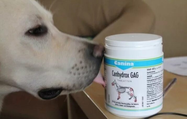 Canina gag Forte для собак. Canina Canhydrox gag Forte. Canina Canhydrox gag (60 шт). Канина Гаг для щенков. Как давать витамины собаке