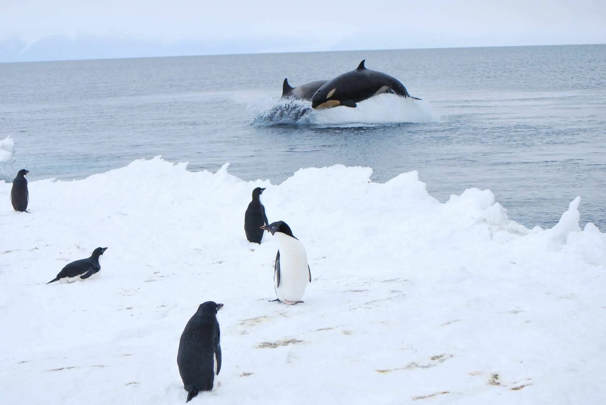 Пингвин касатка лодка. Антарктида кит Касатка. Гудзонов залив касатки. Касатка в Антарктиде. Касатка и Пингвин в Антарктиде.