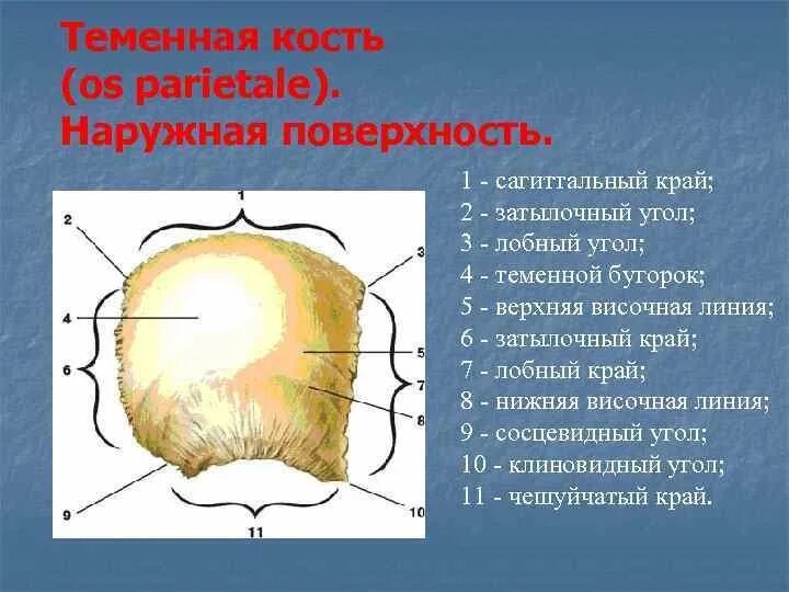 Теменная кость является костью. Теменная кость анатомия строение. Строение теменной кости черепа. Теменная кость черепа анатомия человека. Теменная кость анатомия рисунок.