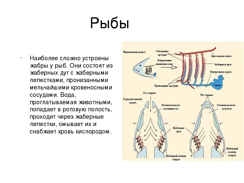 Газообмен рыб схема. Дыхат система рыб. Дыхательная система рыб 7 класс. Строение дыхательной системы рыб. Рыба дышащая легкими