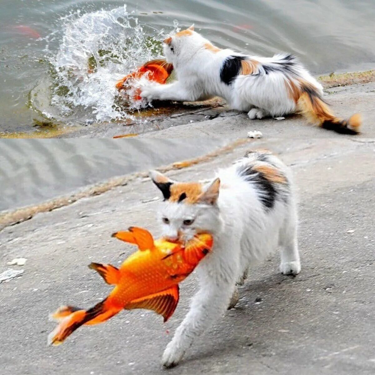 Кошки любящие бегать