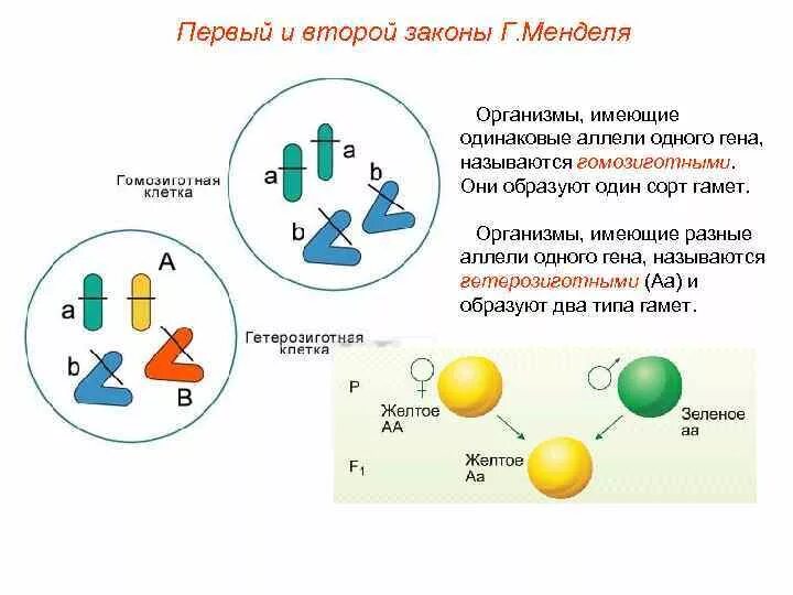 Первый и второй закон Менделя. Организмы, имеющие одинаковые аллели одного Гена…. Гомозиготной называется.... Гомозиготные и гетерозиготные организмы это. Гомозиготной особью можно