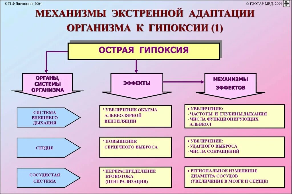 Адаптация к хронической гипоксии организма. Механизмы срочной адаптации к гипоксии. Экстренная адаптация к гипоксии схема. Адаптивные реакции при острой гипоксии.