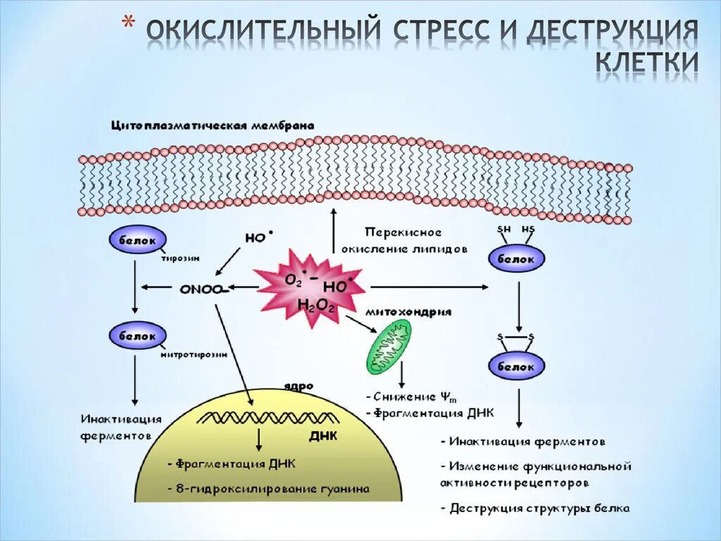 Вещества разрушающие клетку. Окислительный стресс и деструкция клетки. Свободные радикалы и окислительный стресс. Оксидативный стресс клетки.