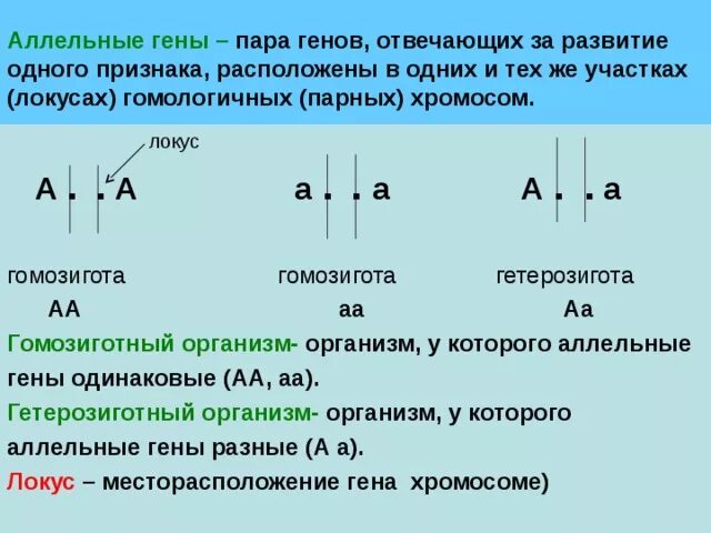 Кто имеет одинаковый набор генов. Аллельные гены. Аллель и аллельные гены. Аллельные гены это гены. Как определять гены.