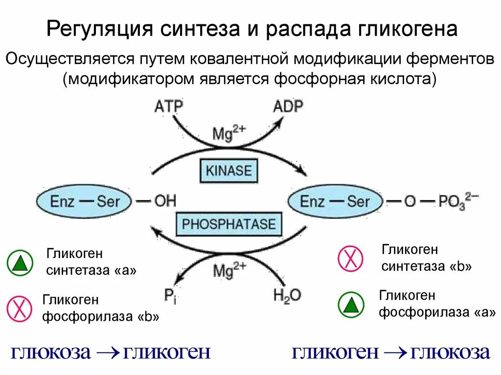 Фермент синтеза гликогена. Регуляция синтеза и распада гликогена. Регуляция биосинтеза гликогена. Синтез и распад гликогена. Схема синтеза и распада гликогена.