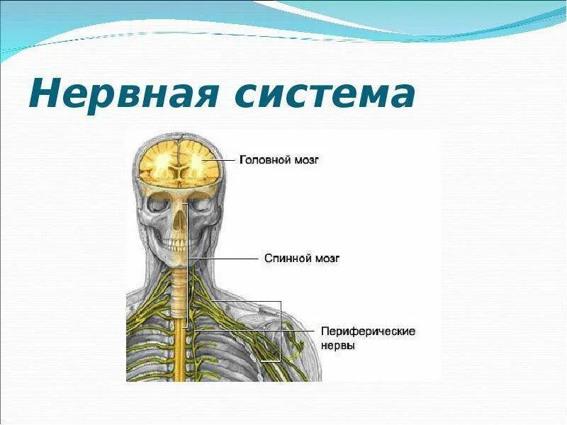Организм человека нервная система. Головной мозг спинной мозг нервы. Нервная система управляет. Нервная система органы и функции