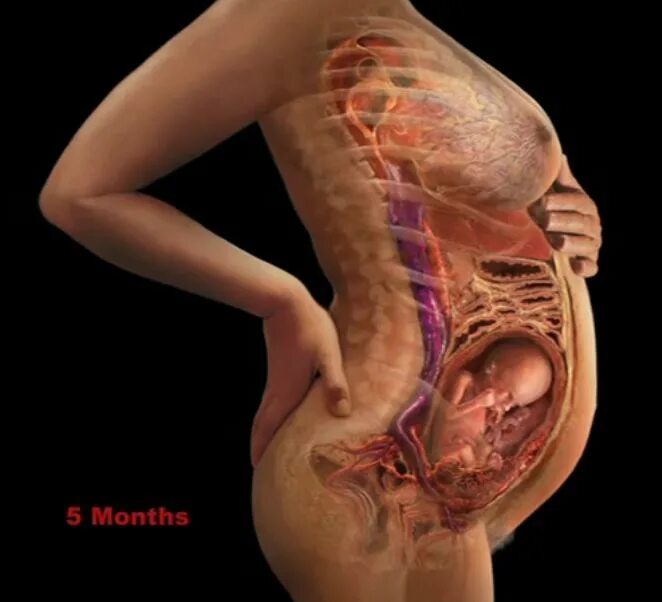 Плод на 23 неделе беременности. Беременность 23 неделя беременности. 23 Недели беременности пло.
