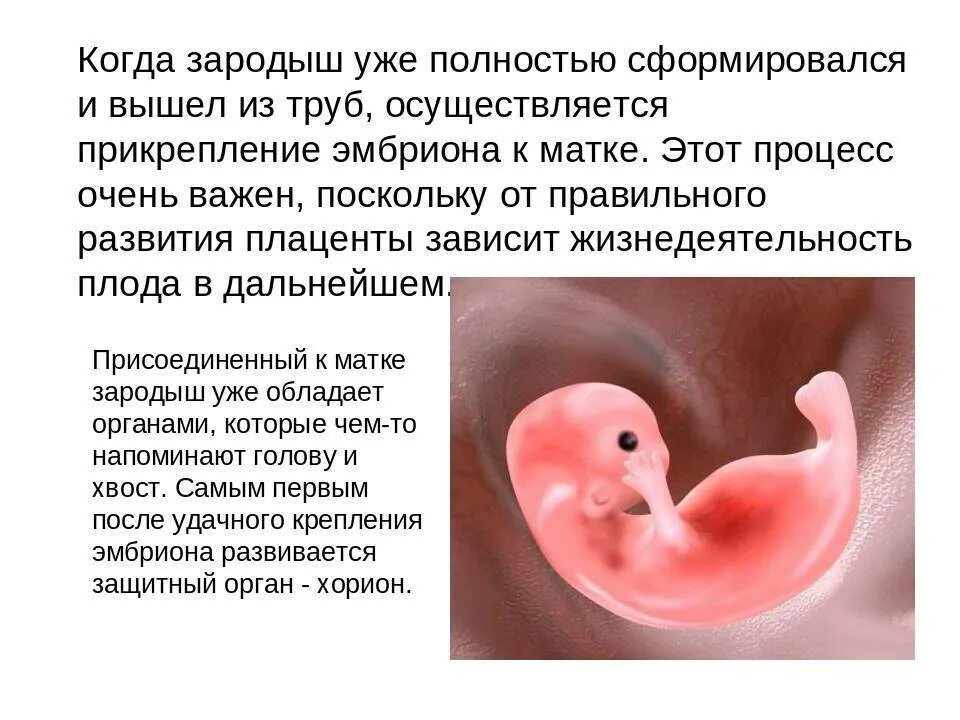 Прикрепленный эмбрион к матке. Эмбрион прикрепляется к матке. Прикрепление плода к матке. Место прикрепления зародыша к матке.