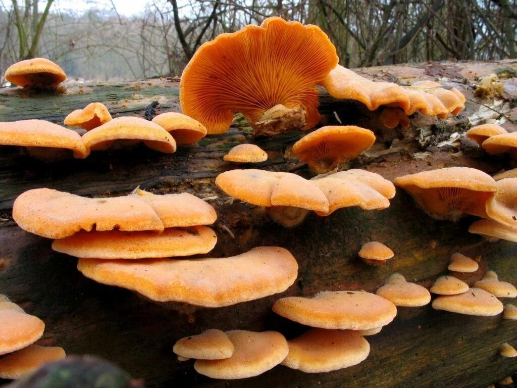Как выглядят вешенки. Вёшенка обыкновенная грибы. Вешенки грибы съедобные. Вёшенка обыкновенная съедобные. Вёшенка оранжевая (Phyllotopsis nidulans).