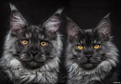 Глаза мейн куна