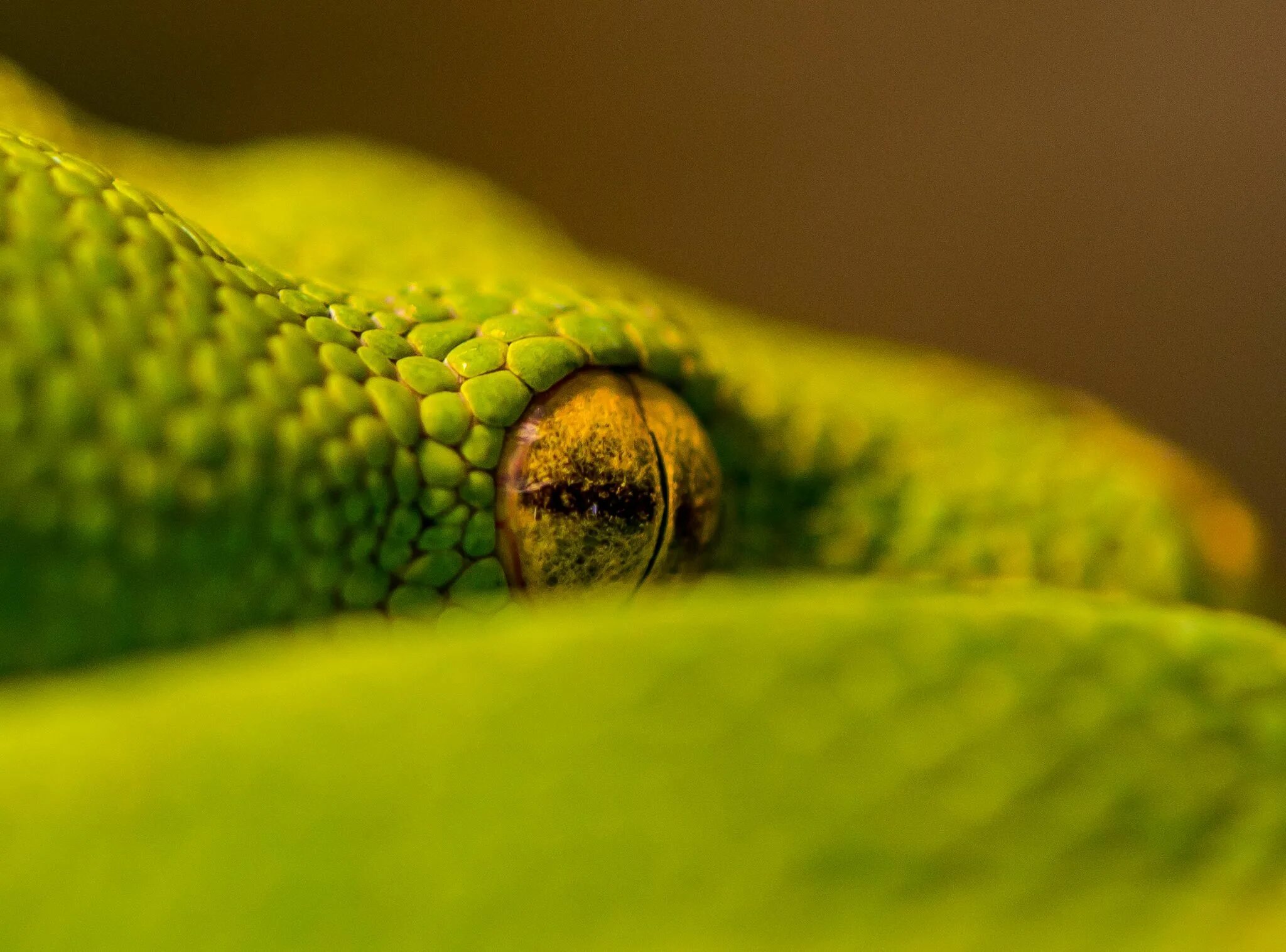 Какой элемент инфраглаза змеи выполняет. Келли Дэдмон глаза змеи. Глаза змеи фото. Змеиные глаза желтые.