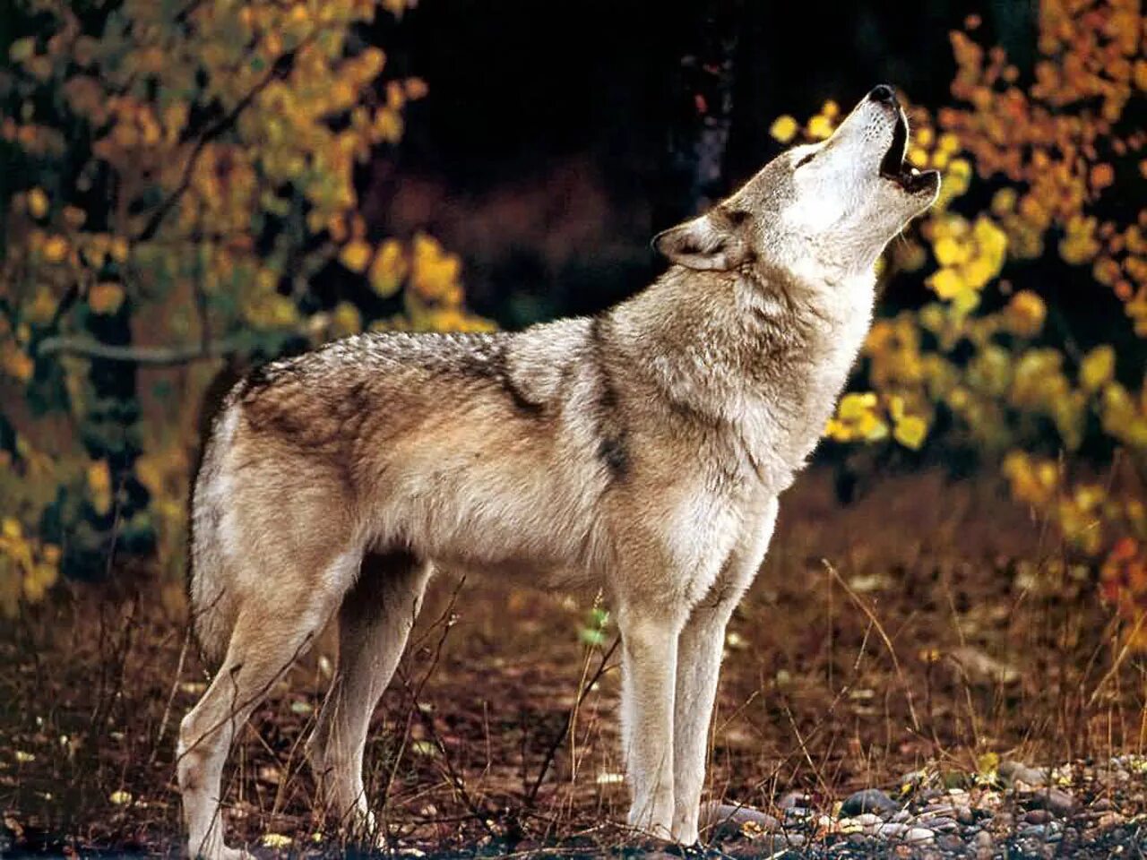 Среднерусский Лесной волк. Волк серый обыкновенный. Воющий волк. ВОКЛК.