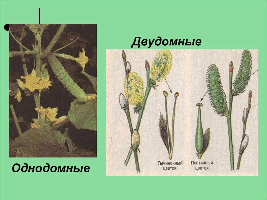 Обоеполые однодомные двудомные. Однодомные растения. Однодомные и двудомные. Однодоный вдудоные растения. Однодомные и двудомные цветки.