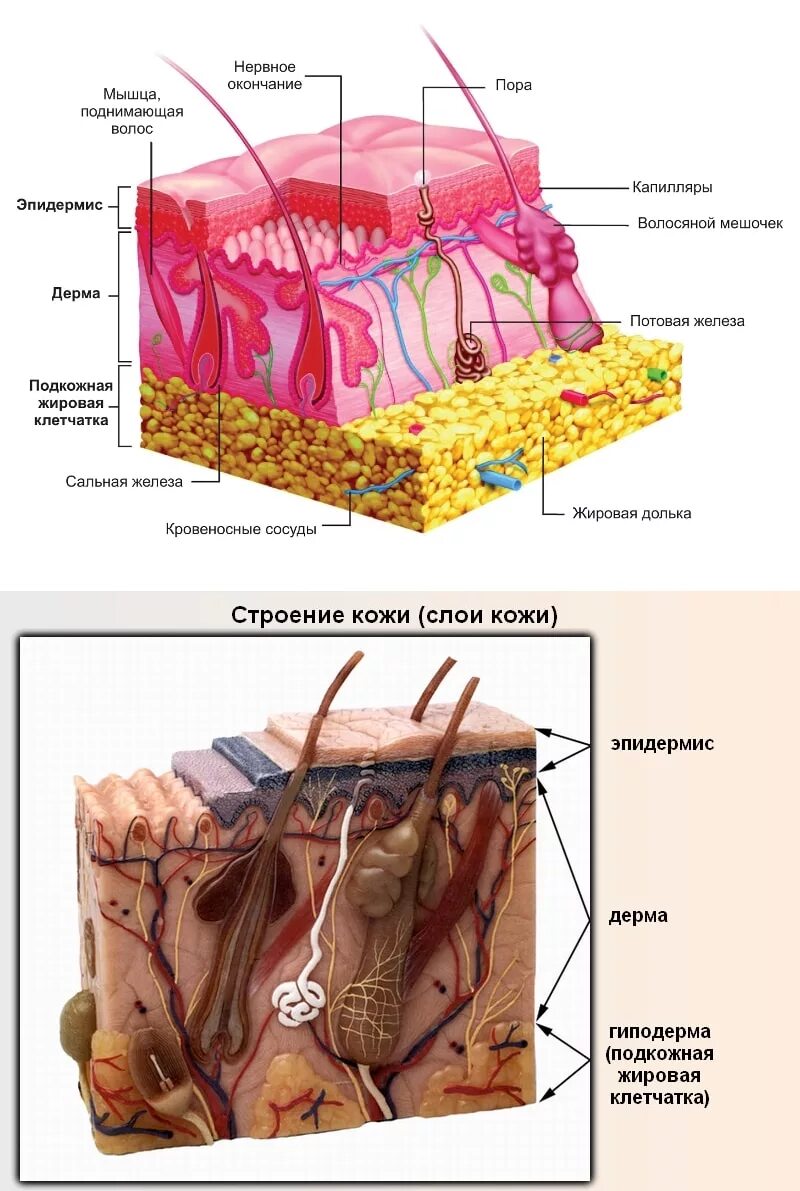 Какие три слоя кожи