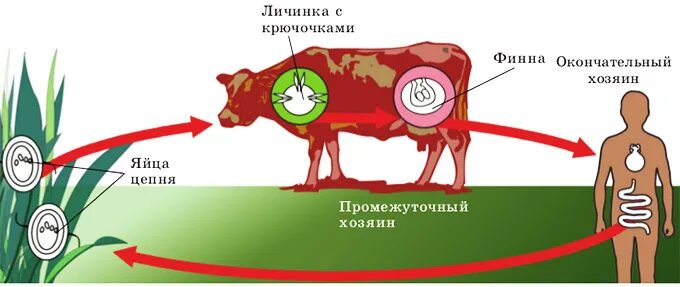 Может ли человек быть промежуточным хозяином. Жизненный цикл бычьего цепня. Жизненный цикл развития бычьего цепня. Цикл развития бычьего цепня. Цикл бычьего цепня схема.