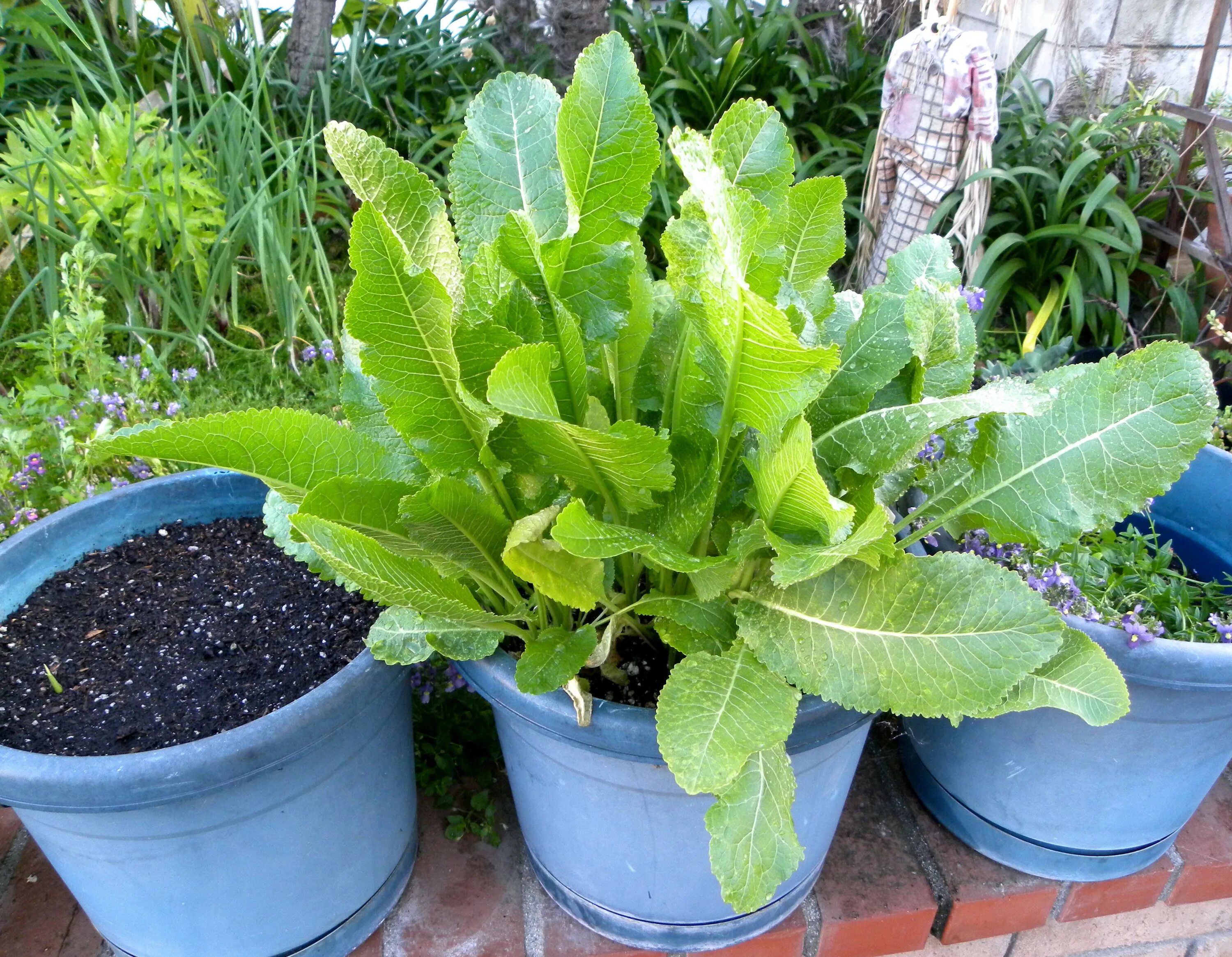 Рассада хрена. Хрен огородный. Хрен с ботвой. Хрен огородный. Хрен на грядке.