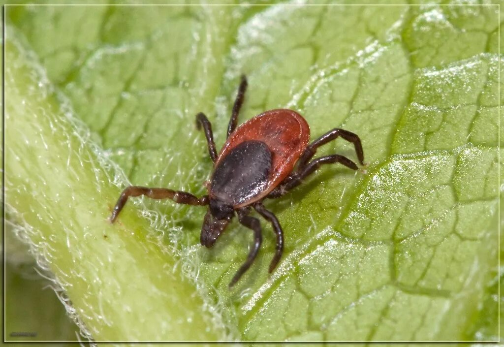 Клещ фото крупным планом как выглядит. Ixodidae иксодовые клещи. Клещ Лесной Энцефалитный. Иксодового (лесного) клеща.