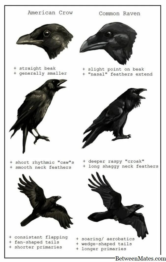 Ворон и ворона разница. Различие ворона и вороны. Черный ворон и черная ворона отличия.