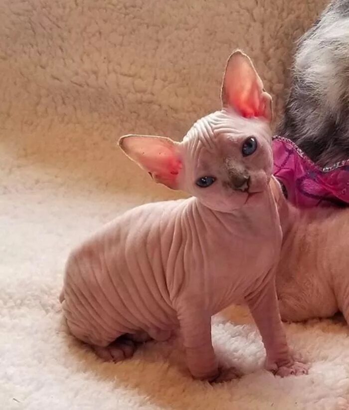 Сфинксы котята как приучить к лотку. Сфинкс котенок. маленький сфинкс котенок. коты сфинксы маленькие. маленьких милых сфинксов.