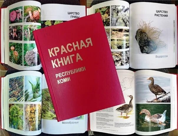 Красная книга Республики Коми книга. Книжка малышка красная книга Республики Коми. Красная книга Республики Коми книга читать. Книга про Ухту фото.