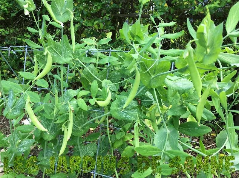 Сидерат горох посевной фокор. Китайский горох растение. Однолетние растения горох. Горох половной морфологическое описание. Описание растения горох 6 класс биология.