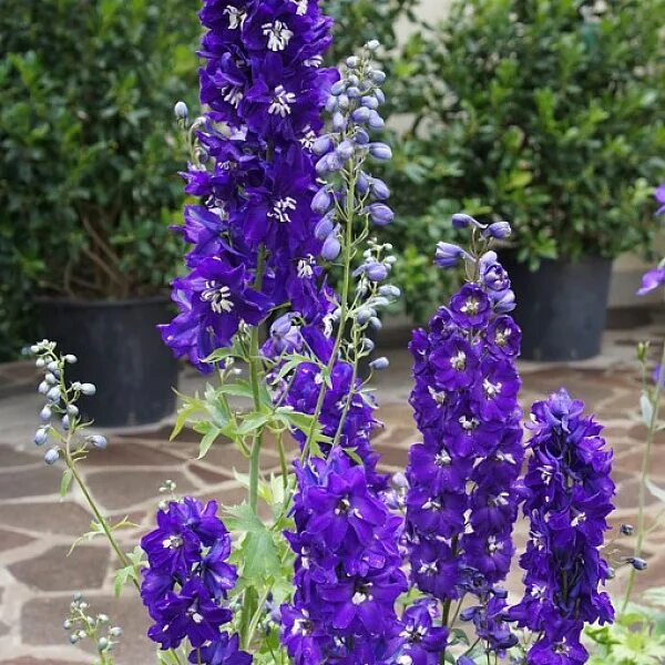 DELPHINIUM x pacific 'King Arthur' Delphinium, Fleurs été, Feuillage