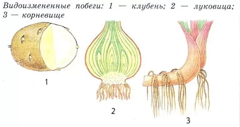 Видоизмененный генеративный побег. Строение корневища клубня и луковицы. Строение клубня и строение луковицы. Видоизмененные побеги. Строение клубня. Строение луковицы. Клубень подземный побег строение.