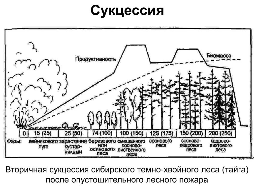 Динамика экосистем сукцессия. Динамика и развитие экосистем сукцессии. Вторичная сукцессия после пожара. Экологическая сукцессия первичная и вторичная. Сукцессия лишайники