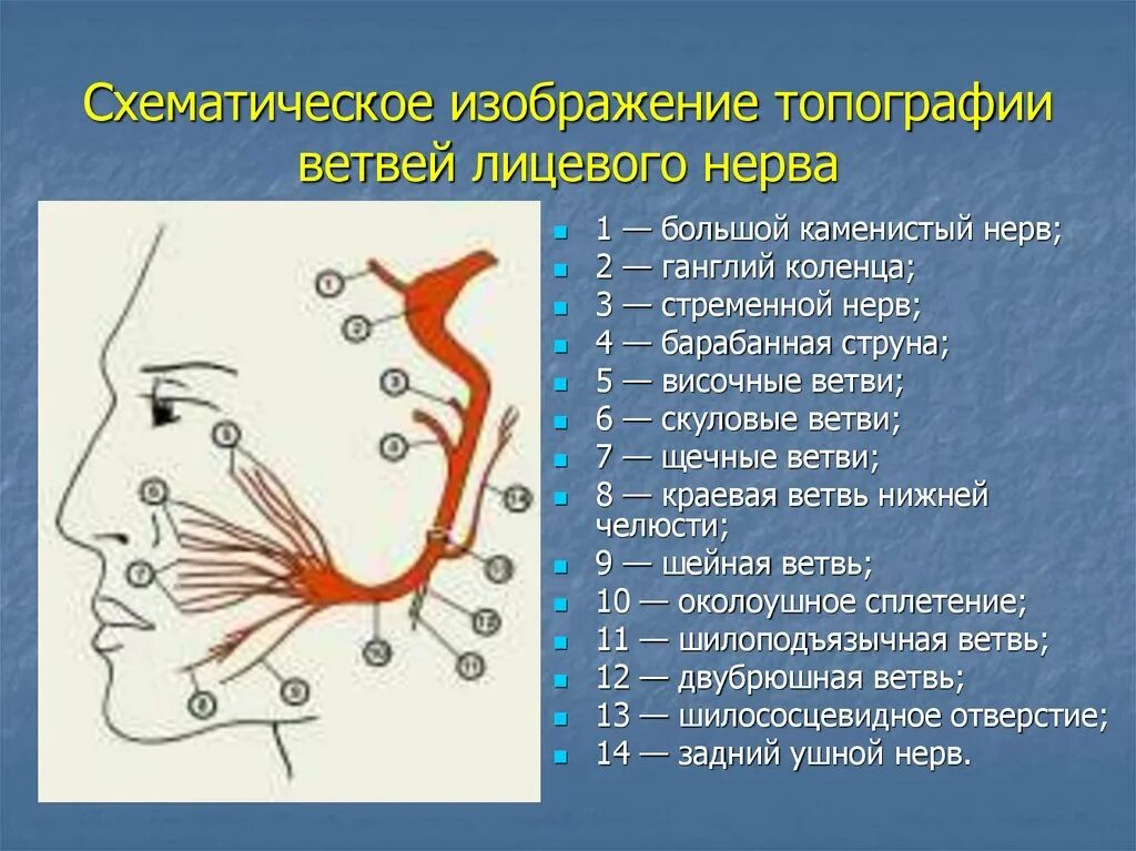 Лицевой нерв челюсти. Стременной нерв лицевого нерва. Схематическое изображение топографии ветвей лицевого нерва. Большой Каменистый нерв и барабанная струна. Большой Каменистый нерв стременной барабанная струна.