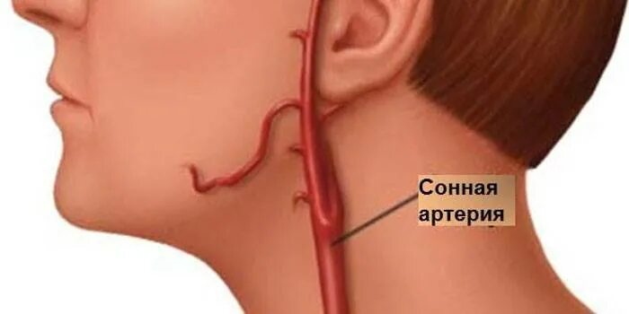 Сонные артерии на шее человека фото. Сонная артерия расположение. Сонная артерия на шее расположение. Соннсонная артерия на шее. Где находится зона артерия.
