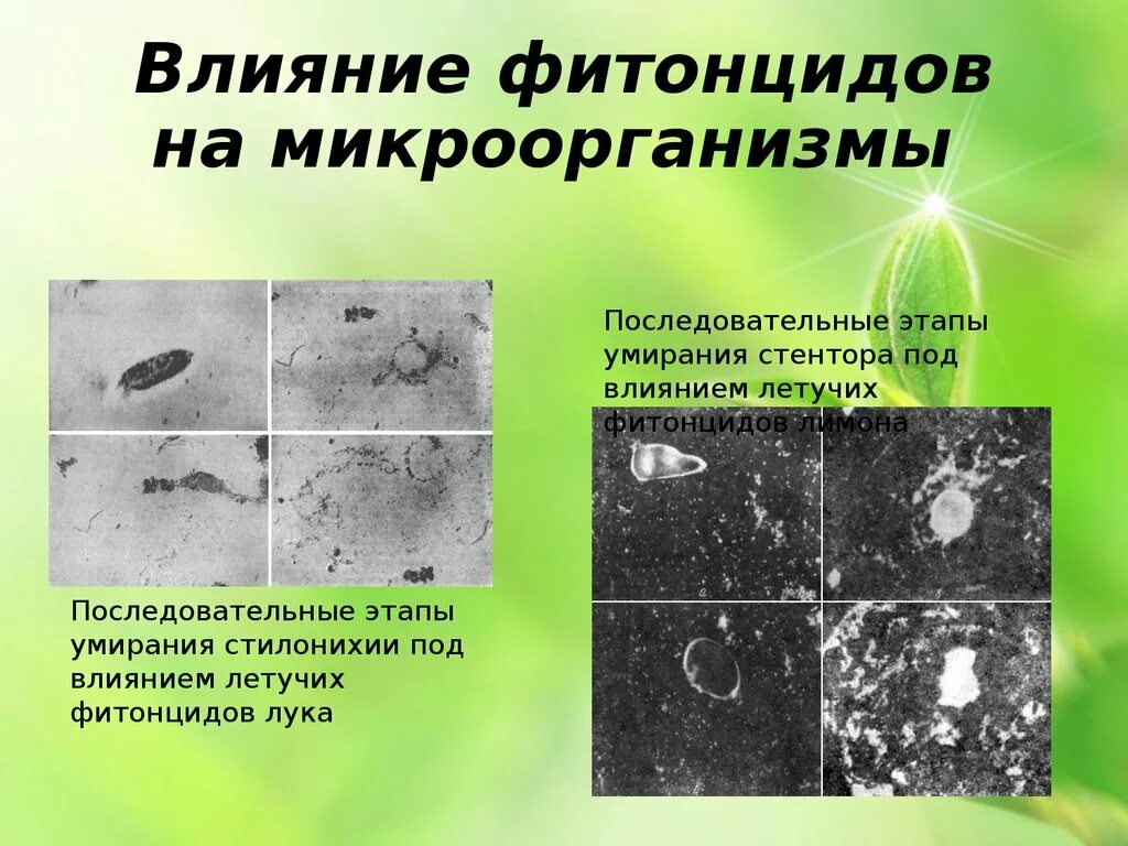 Фитонциды убивающие болезнетворные бактерии. Влияние фитонцидов на микроорганизмы. Классификация фитонцидов. Фитонциды под микроскопом. Бактерицидное влияние фитонцидов.