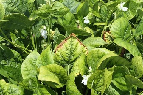U plant