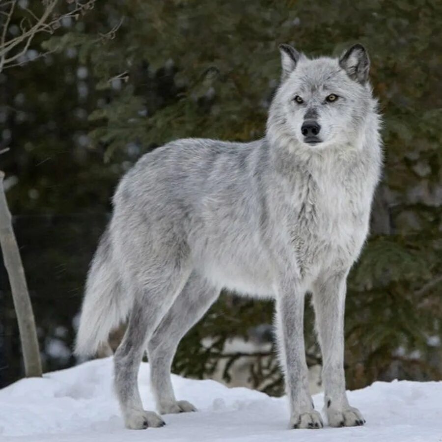 C volk