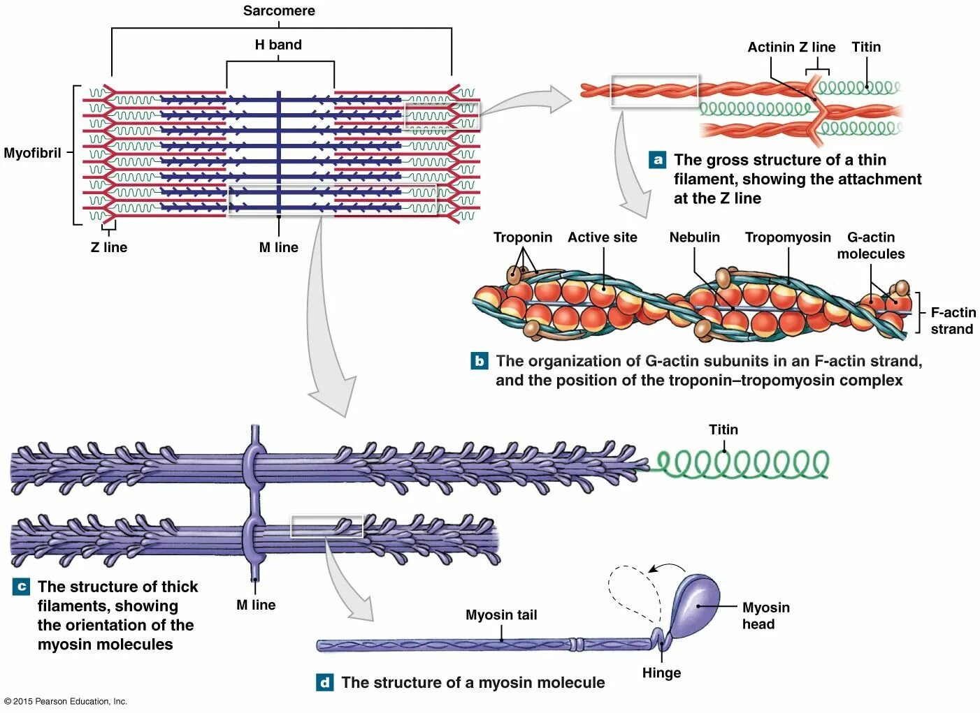 Myosin structure. Саркомер. Актин картина. Biochemistry of muscle contraction. Миозин мышечной ткани